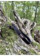 Remeň na zbraň Nobil Hunting kožený hnedý-púzdro na 2 guľové náboje
