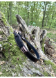 Remeň na zbraň Nobil Hunting kožený hnedý-púzdro na 3 guľové náboje