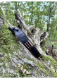 Remeň na zbraň Nobil Hunting kožený hnedý-púzdro na 3 guľové náboje