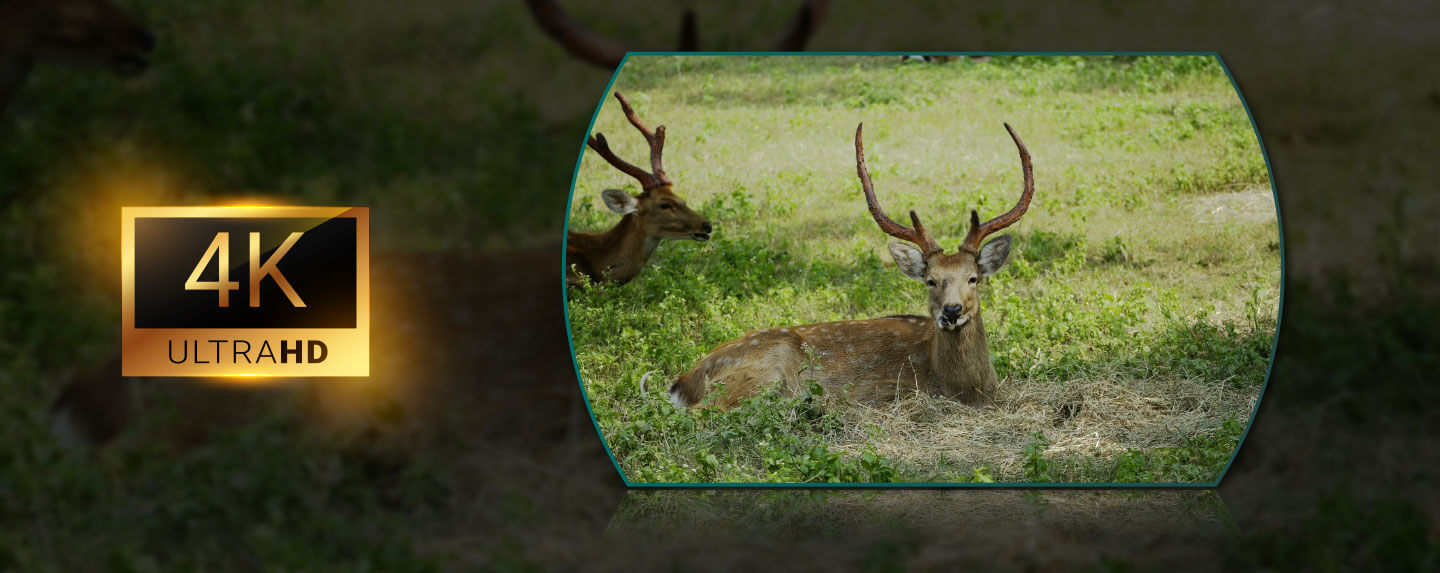 4K Rozlíšenie