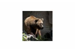 Výskyt medveďov na Slovensku